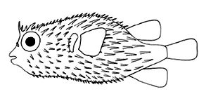 Familia diodontidae_claves.jpg